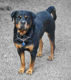 Michris Big Paw Print Dog Tag