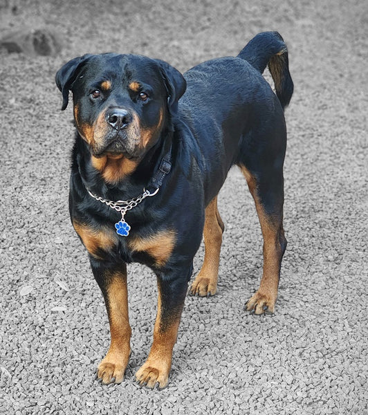 Michris Big Paw Print Dog Tag